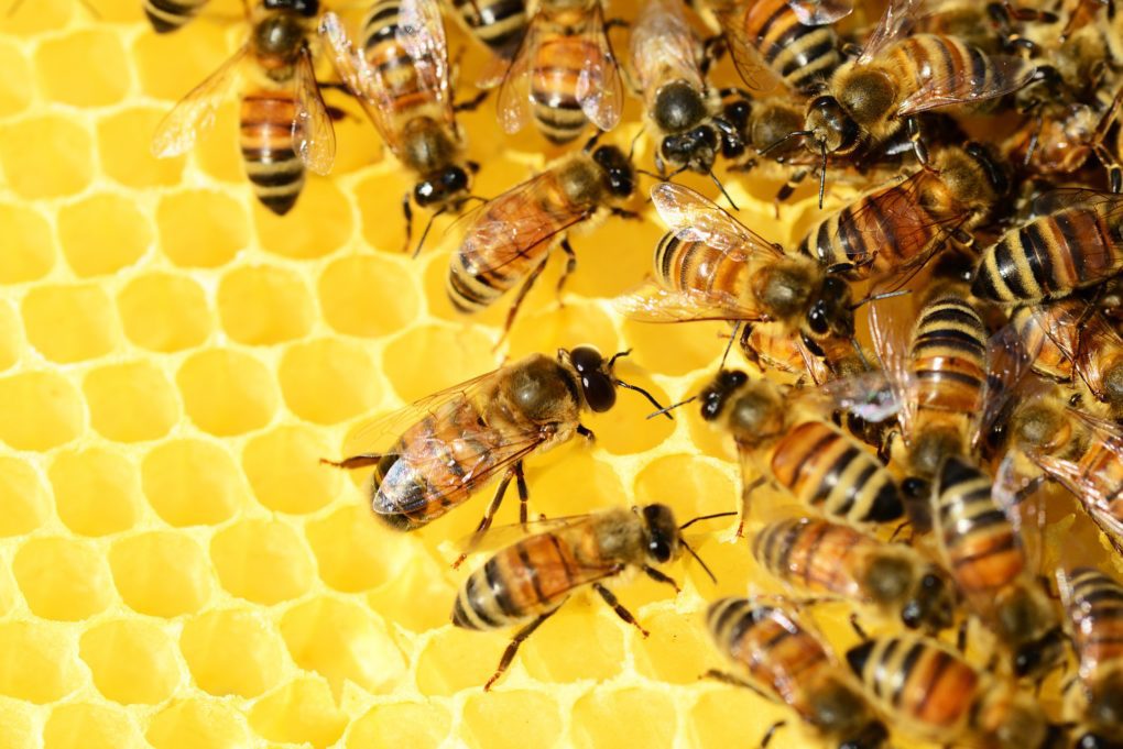 Bees buzz along the honey comb