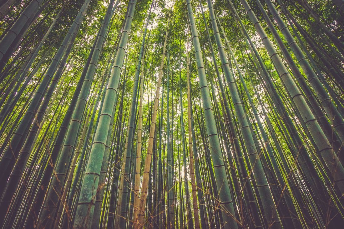 The Great Sustainable Clothing Debate: Organic Cotton vs Bamboo
